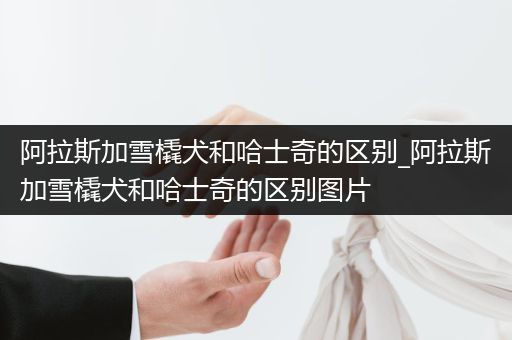 阿拉斯加雪橇犬和哈士奇的區(qū)別_阿拉斯加雪橇犬和哈士奇的區(qū)別圖片