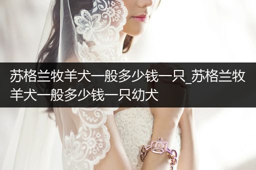 蘇格蘭牧羊犬一般多少錢一只_蘇格蘭牧羊犬一般多少錢一只幼犬