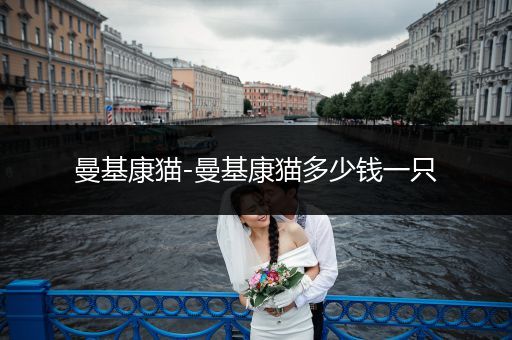 曼基康貓-曼基康貓多少錢一只