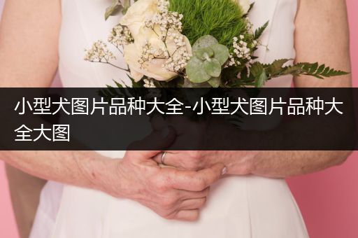 小型犬圖片品種大全-小型犬圖片品種大全大圖