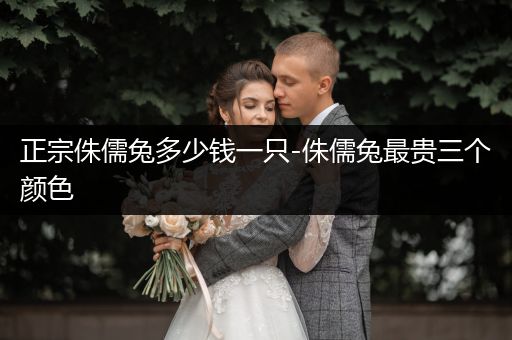 正宗侏儒兔多少錢(qián)一只-侏儒兔最貴三個(gè)顏色