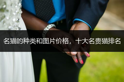 名貓的種類和圖片價格，十大名貴貓排名