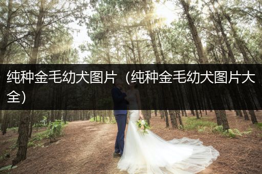 純種金毛幼犬圖片（純種金毛幼犬圖片大全）