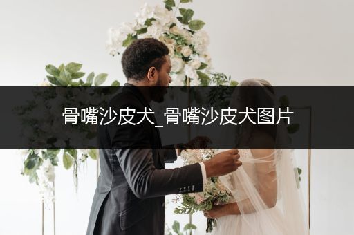 骨嘴沙皮犬_骨嘴沙皮犬圖片