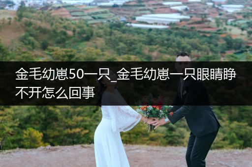 金毛幼崽50一只_金毛幼崽一只眼睛睜不開怎么回事