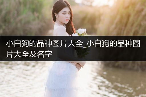小白狗的品種圖片大全_小白狗的品種圖片大全及名字