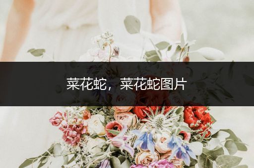 菜花蛇，菜花蛇圖片