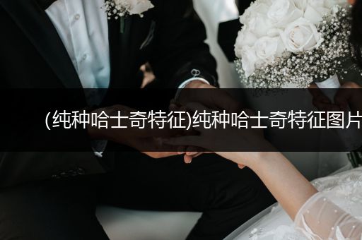 （純種哈士奇特征)純種哈士奇特征圖片