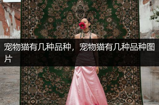 寵物貓有幾種品種，寵物貓有幾種品種圖片