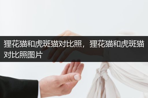貍花貓和虎斑貓對比照，貍花貓和虎斑貓對比照圖片