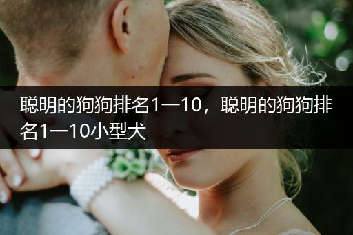 聰明的狗狗排名1一10，聰明的狗狗排名1一10小型犬