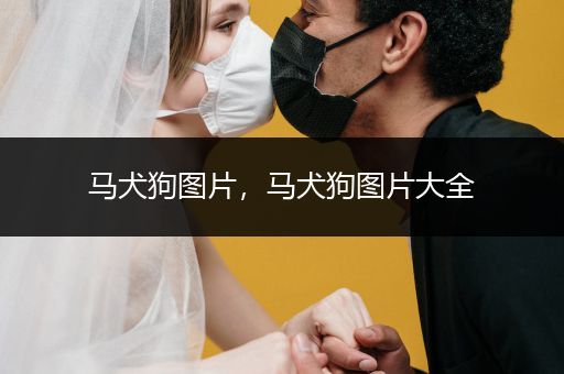 馬犬狗圖片，馬犬狗圖片大全