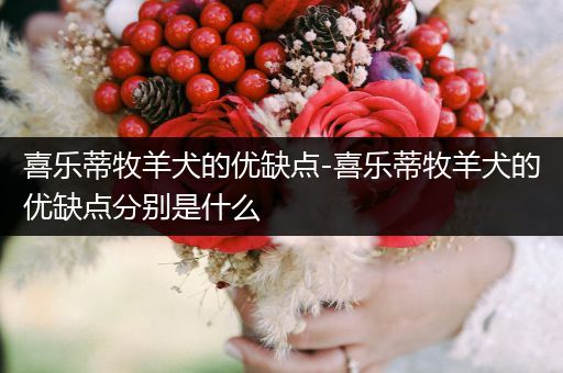 喜樂蒂牧羊犬的優(yōu)缺點(diǎn)-喜樂蒂牧羊犬的優(yōu)缺點(diǎn)分別是什么