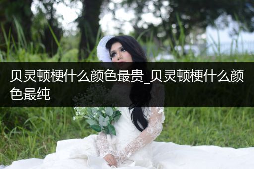 貝靈頓梗什么顏色最貴_貝靈頓梗什么顏色最純