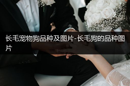 長(zhǎng)毛寵物狗品種及圖片-長(zhǎng)毛狗的品種圖片