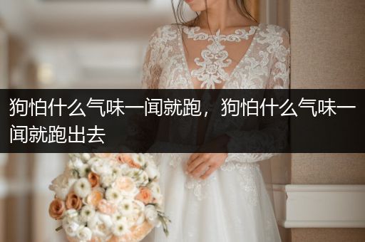 狗怕什么氣味一聞就跑，狗怕什么氣味一聞就跑出去