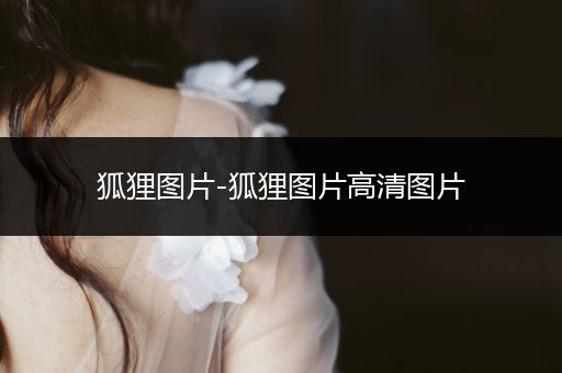 狐貍圖片-狐貍圖片高清圖片