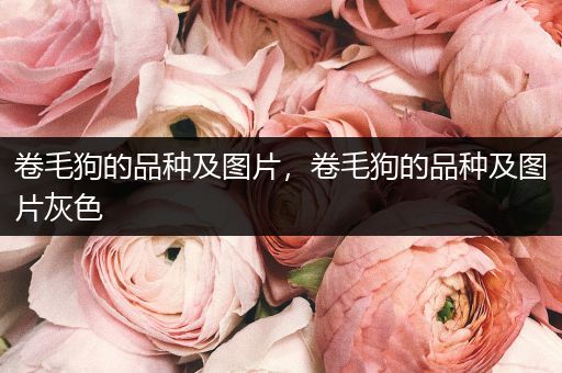 卷毛狗的品種及圖片，卷毛狗的品種及圖片灰色