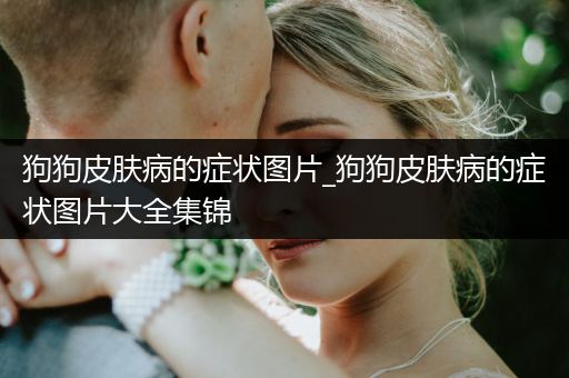 狗狗皮膚病的癥狀圖片_狗狗皮膚病的癥狀圖片大全集錦