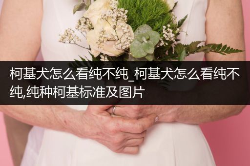 柯基犬怎么看純不純_柯基犬怎么看純不純,純種柯基標(biāo)準(zhǔn)及圖片