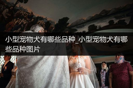 小型寵物犬有哪些品種_小型寵物犬有哪些品種圖片