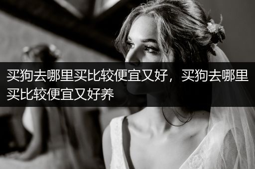 買狗去哪里買比較便宜又好，買狗去哪里買比較便宜又好養(yǎng)