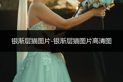 銀漸層貓圖片-銀漸層貓圖片高清圖