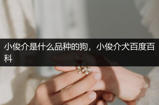 小俊介是什么品種的狗，小俊介犬百度百科