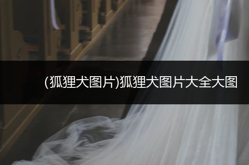 （狐貍犬圖片)狐貍犬圖片大全大圖