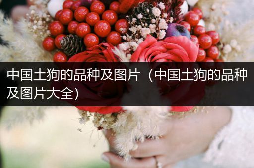 中國(guó)土狗的品種及圖片（中國(guó)土狗的品種及圖片大全）