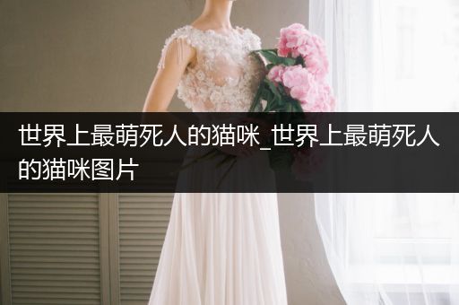 世界上最萌死人的貓咪_世界上最萌死人的貓咪圖片