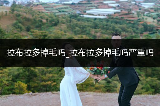 拉布拉多掉毛嗎_拉布拉多掉毛嗎嚴(yán)重嗎