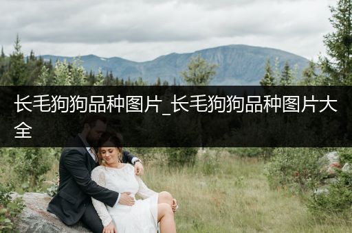 長毛狗狗品種圖片_長毛狗狗品種圖片大全