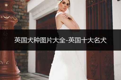 英國(guó)犬種圖片大全-英國(guó)十大名犬