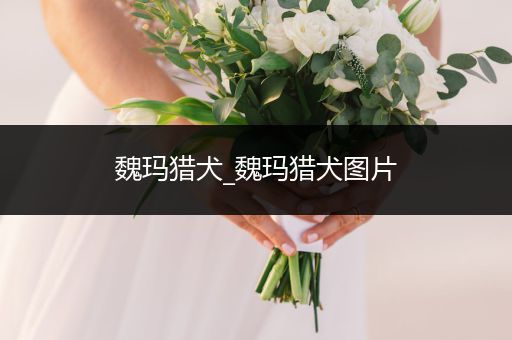 魏瑪獵犬_魏瑪獵犬圖片