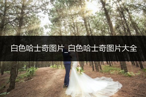 白色哈士奇圖片_白色哈士奇圖片大全