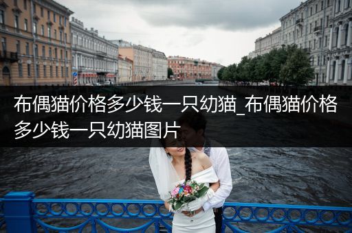 布偶貓價格多少錢一只幼貓_布偶貓價格多少錢一只幼貓圖片