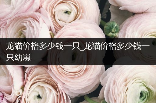 龍貓價(jià)格多少錢一只_龍貓價(jià)格多少錢一只幼崽
