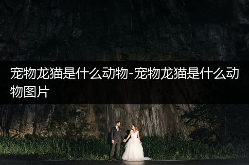 寵物龍貓是什么動(dòng)物-寵物龍貓是什么動(dòng)物圖片