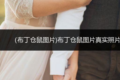 （布丁倉鼠圖片)布丁倉鼠圖片真實照片