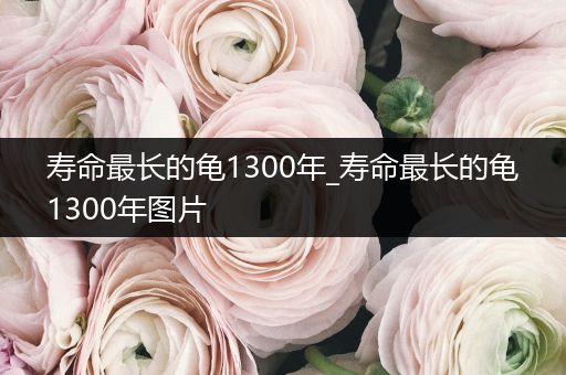 壽命最長的龜1300年_壽命最長的龜1300年圖片