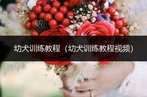 幼犬訓練教程（幼犬訓練教程視頻）