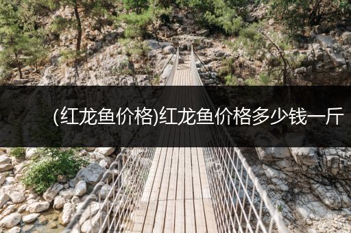 （紅龍魚價格)紅龍魚價格多少錢一斤