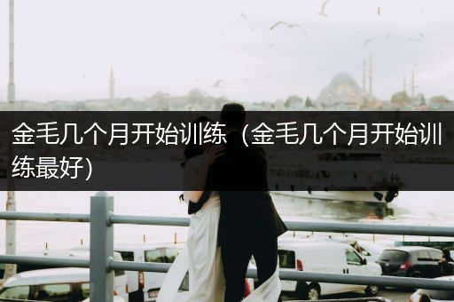 金毛幾個月開始訓(xùn)練（金毛幾個月開始訓(xùn)練最好）