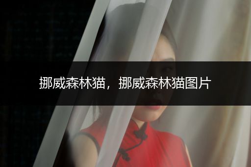 挪威森林貓，挪威森林貓圖片