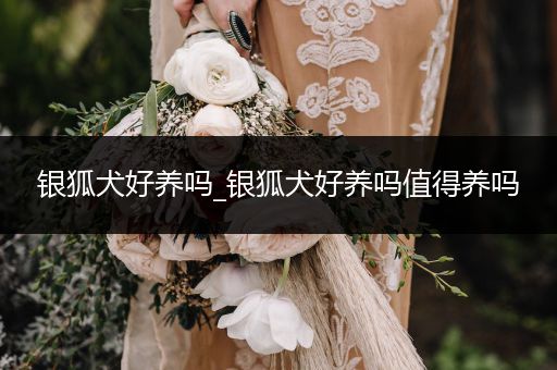 銀狐犬好養(yǎng)嗎_銀狐犬好養(yǎng)嗎值得養(yǎng)嗎