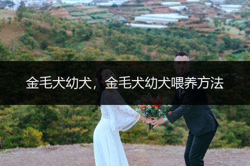 金毛犬幼犬，金毛犬幼犬喂養(yǎng)方法