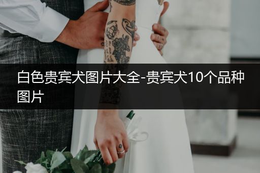 白色貴賓犬圖片大全-貴賓犬10個品種圖片