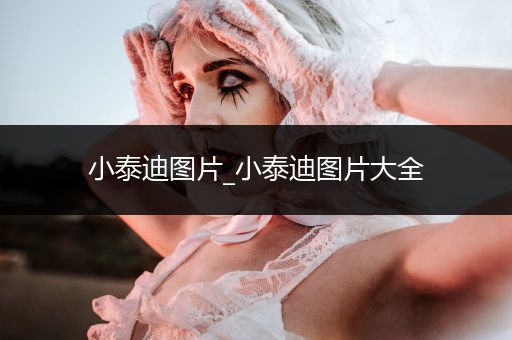 小泰迪圖片_小泰迪圖片大全