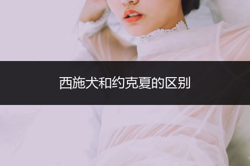 西施犬和約克夏的區(qū)別